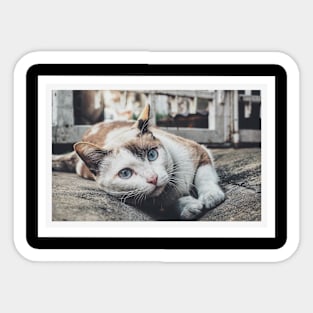 cute cat Sticker